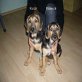 Rosa und Bianca , Schäferhund/Bracco-mixe - Hündin