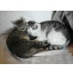 Rosa und Lila , Rosa und Lila wollen Zusammenbleiben - Katze