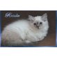 Rosalie, Heilige Birma - Katze