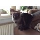 Rosaly, Maine Coon - Katze