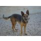 Rosario, Deutscher Schäferhund - Rüde