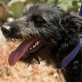 Rosco sucht Familie zum Kuscheln, Mischling Welpen - Rüde