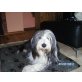 Rose, Bearded Collie - Hündin