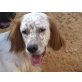 Rose, English Setter - Hündin