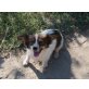 Rose, Mini-Papillon Mix - Hündin