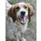 Rose, Setter-Mix - Hündin