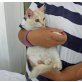 Rose, außergewöhnlich hübsche - Katze