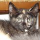 Rose, bunte - Katze