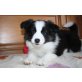 Rose of Borders Cottage, Border-Collie Welpen - Hündin