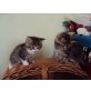Rose und Klausine, Persermix - Katze