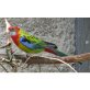 Rosellas