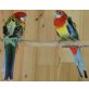Rosellas