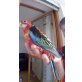 Rosellas