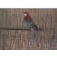 Rosellas