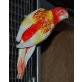 Rosellas