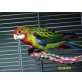 Rosellas - männlich
