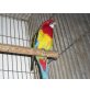 Rosellas - männlich
