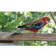 Rosellas - weiblich
