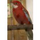 Rosellas - weiblich