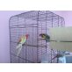 Rosellas - weiblich