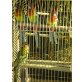 Rosellasittiche, Rosellas - männlich