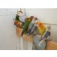 Rosenköpfchen