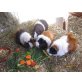 Rosette - weiblich