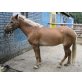 Rosi, Deutsches Reitpony - Stute