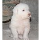 Rosi, Maremmaner Hirtenhund Welpen - Hündin