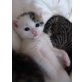 Rosi, Rosi, ein kleiner Frechdachs abzugeben - Katze