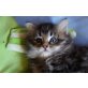 Rosi, Sibirische Katze - Katze