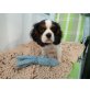 Rosie, Cavalier King Charles Spaniel - Hündin