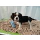 Rosie, Cavalier King Charles Spaniel - Hündin