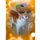 Rosie, Europäisch Kurzhaar - Katze