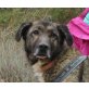 Rosina, Leonberger Mix - Hündin