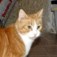 Rosina, rote - Katze