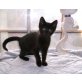 Rosinchen, Europäische Kurzhaarkatze - Katze