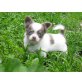 Rosita,Rico,Ramona,Salvatore,Sylvio, Chihuahua langhaariger Schlag Welpen - Hündin