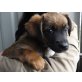 Rosmarin , Welpe möchte nicht im Tierheim aufwa - Hündin