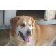 Ross, Labrador-Mischling - Rüde