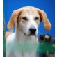 Rossi, Beagle-Mischlingsrüde - Rüde