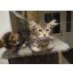 Rosy und Lilly ...., Norwegische Waldkatze - Katze