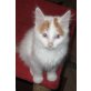 Rot-weisser Junge mit blauen Augen, Türkische Van Katze - Kater