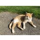Rot-weißer Kater - Kater