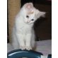 Rot-weisses Mädchen mit blauen Augen, Türkische Van Katze - Katze