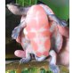Rotbauchspitzkopfschildkröte