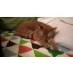 Rote Katzendame sucht Fix- oder Pflegeplatz, TSV - SOS Katze - Katze