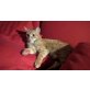 Rote Katzendame sucht Fix- oder Pflegeplatz, TSV - SOS Katze - Katze