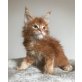 Rote Maine Coon Schönheit, Maine Coon - Kater