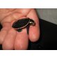Rote Spitzkopfschildkröte
